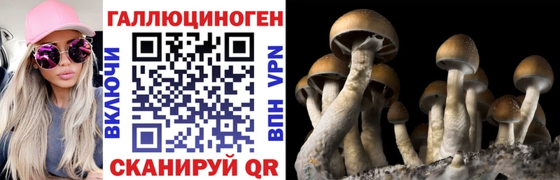 ссылка на мегу маркетплейс  Тимашёвск  Галлюциногенные грибы Psilocybe 
